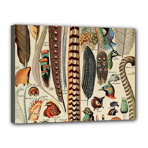 Feathers Birds Vintage Art Canvas 16  X 12  (stretched) by Vaneshart