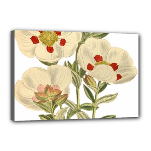 Nature-flower-leaf-plant-isolated Canvas 18  X 12  (stretched) by 99art