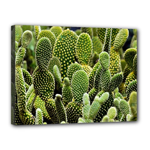 Cactus Flora Flower Nature Floral Canvas 16  X 12  (stretched) by Vaneshop