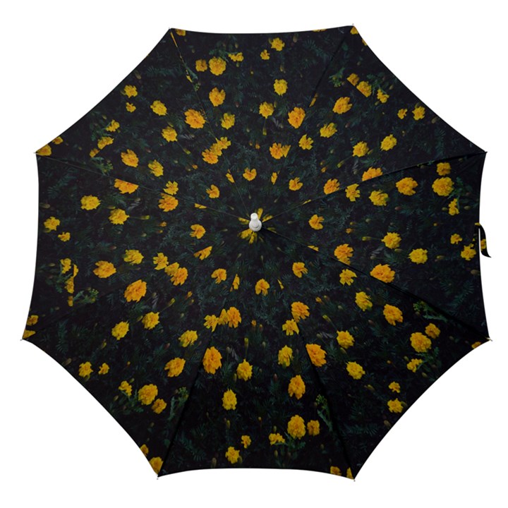 Bloomed Yellow Petaled Flower Plants Straight Umbrellas