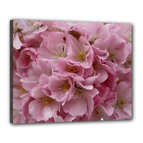 Cherry-blossoms Canvas 20  X 16  (stretched)