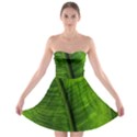 Green-leaf-plant-freshness-color Strapless Bra Top Dress View1