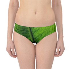 Green-leaf-plant-freshness-color Hipster Bikini Bottoms