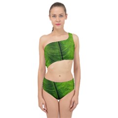 Green-leaf-plant-freshness-color Spliced Up Two Piece Swimsuit by Bedest