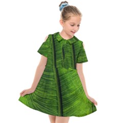 Green-leaf-plant-freshness-color Kids  Short Sleeve Shirt Dress by Bedest