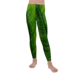 Green-leaf-plant-freshness-color Kids  Lightweight Velour Leggings by Bedest