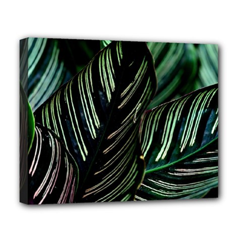 Calathea Leaves Strippe Line Deluxe Canvas 20  X 16  (stretched) by Ravend