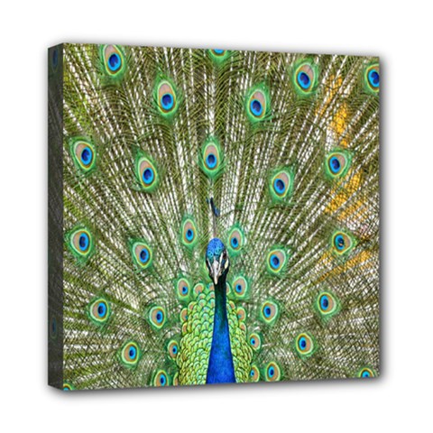 Peacock,army 1 Mini Canvas 8  X 8  (stretched) by nateshop