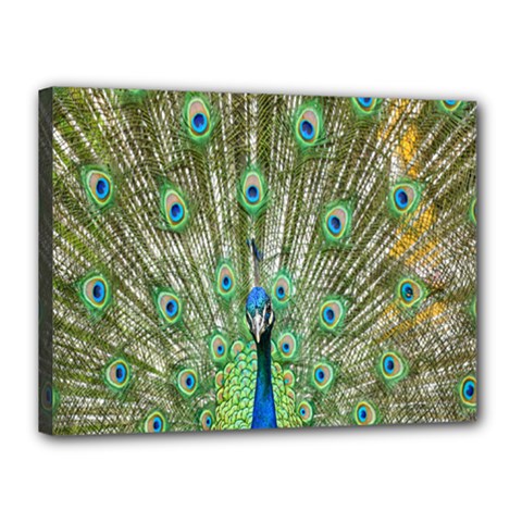 Peacock,army 1 Canvas 16  X 12  (stretched) by nateshop