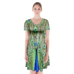 Peacock,army 1 Short Sleeve V-neck Flare Dress by nateshop