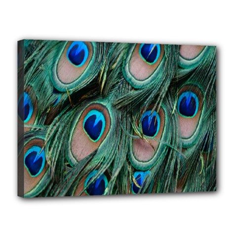 Peacock-feathers,blue2 Canvas 16  X 12  (stretched) by nateshop