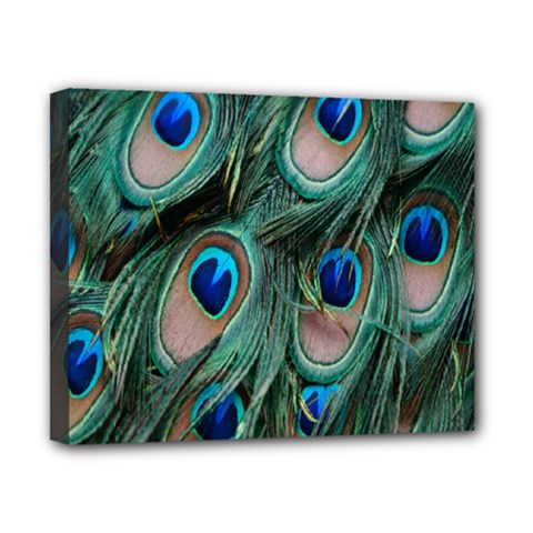 Peacock-feathers,blue2 Canvas 10  X 8  (stretched)