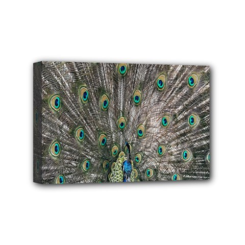 Peacock-feathers1 Mini Canvas 6  X 4  (stretched) by nateshop