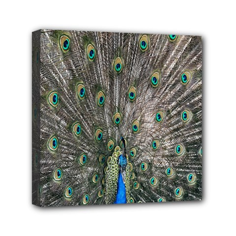 Peacock-feathers1 Mini Canvas 6  X 6  (stretched) by nateshop