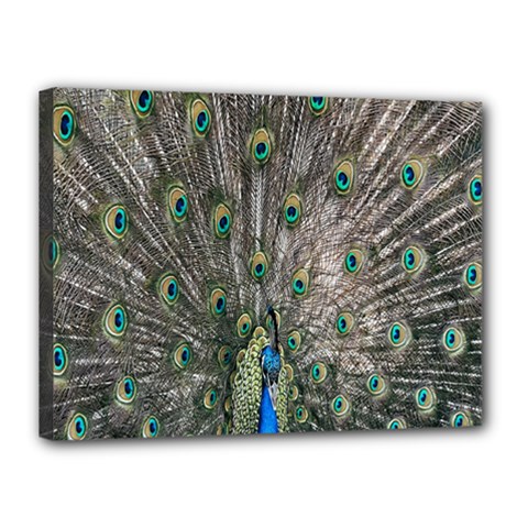 Peacock-feathers1 Canvas 16  X 12  (stretched) by nateshop