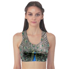 Peacock-feathers1 Fitness Sports Bra by nateshop