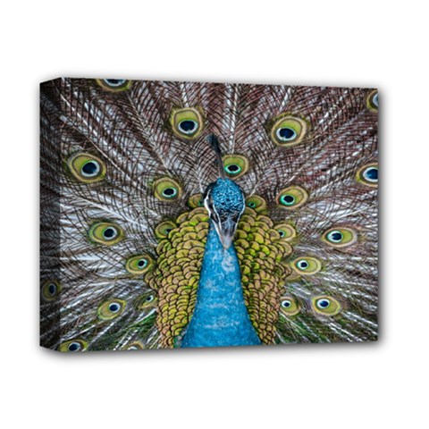 Peacock-feathers2 Deluxe Canvas 14  X 11  (stretched) by nateshop