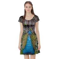 Peacock-feathers2 Short Sleeve Skater Dress by nateshop