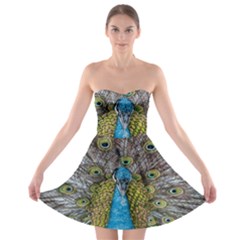 Peacock-feathers2 Strapless Bra Top Dress by nateshop