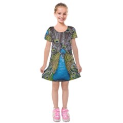 Peacock-feathers2 Kids  Short Sleeve Velvet Dress by nateshop