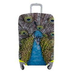 Peacock-feathers2 Luggage Cover (small) by nateshop