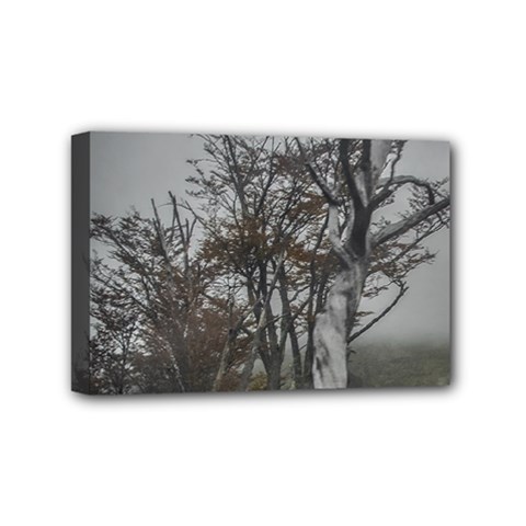 Nature s Resilience: Tierra Del Fuego Forest, Argentina Mini Canvas 6  X 4  (stretched) by dflcprintsclothing