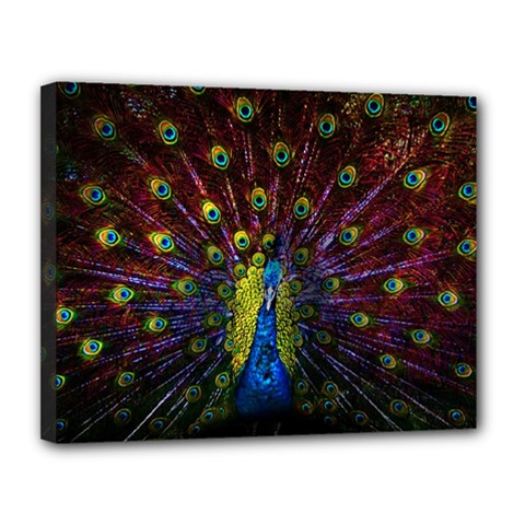 Beautiful Peacock Feather Canvas 14  X 11  (stretched) by Ket1n9