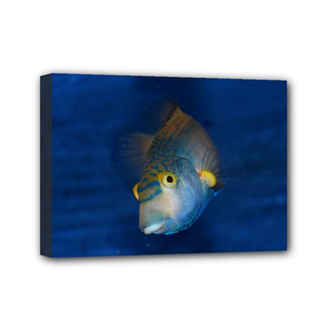 Fish Blue Animal Water Nature Mini Canvas 7  X 5  (stretched) by Amaryn4rt