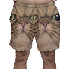 Cute Persian Catface In Closeup Men s Shorts by Amaryn4rt