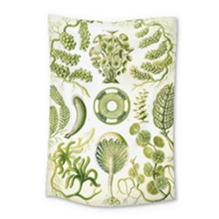 Algae Green Algae Chlorophyceae Small Tapestry