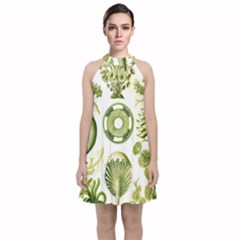 Algae Green Algae Chlorophyceae Velvet Halter Neckline Dress 