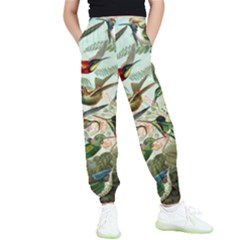 Humming Birds Trochilidae Kids  Joggers by Pakjumat