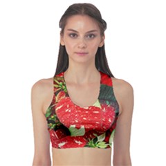 Poinsettia Christmas Star Plant Fitness Sports Bra by Sarkoni