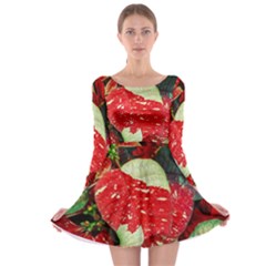 Poinsettia Christmas Star Plant Long Sleeve Skater Dress by Sarkoni