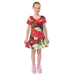 Poinsettia Christmas Star Plant Kids  Short Sleeve Velvet Dress by Sarkoni