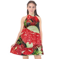 Poinsettia Christmas Star Plant Halter Neckline Chiffon Dress  by Sarkoni