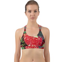 Poinsettia Christmas Star Plant Back Web Sports Bra by Sarkoni