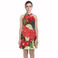 Poinsettia Christmas Star Plant Velvet Halter Neckline Dress  by Sarkoni