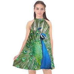 Peafowl Peacock Halter Neckline Chiffon Dress 