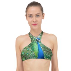 Peafowl Peacock High Neck Bikini Top by Sarkoni