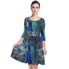 Blue And Green Peacock Quarter Sleeve Waist Band Dress by Sarkoni