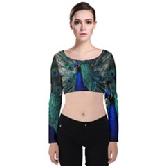 Blue And Green Peacock Velvet Long Sleeve Crop Top