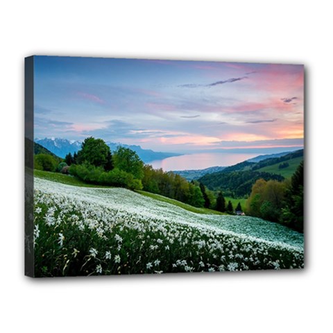 Field Of White Petaled Flowers Nature Landscape Canvas 16  X 12  (stretched) by Sarkoni