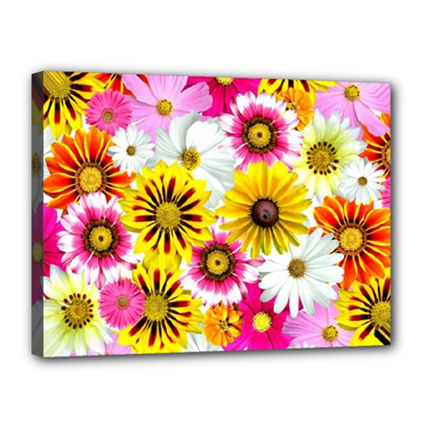 Flowers Blossom Bloom Nature Plant Canvas 16  X 12  (stretched) by Amaryn4rt