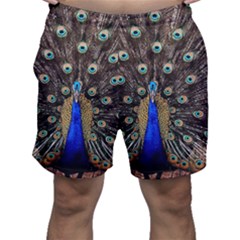 Peacock Men s Shorts by Ket1n9