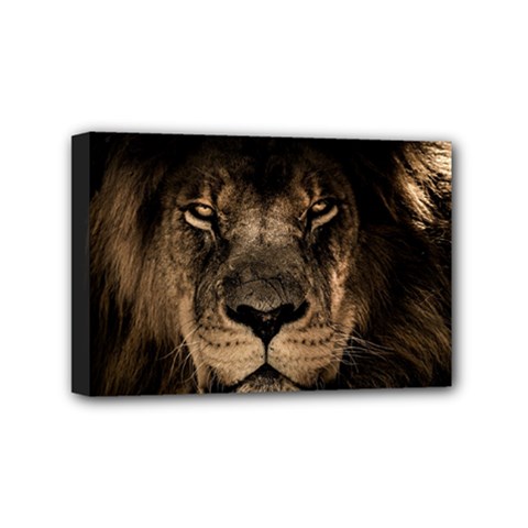 African Lion Mane Close Eyes Mini Canvas 6  X 4  (stretched) by Ket1n9