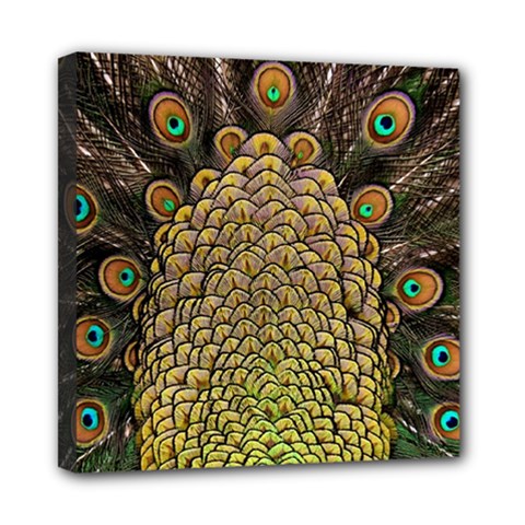 Peacock Feathers Wheel Plumage Mini Canvas 8  X 8  (stretched) by Ket1n9