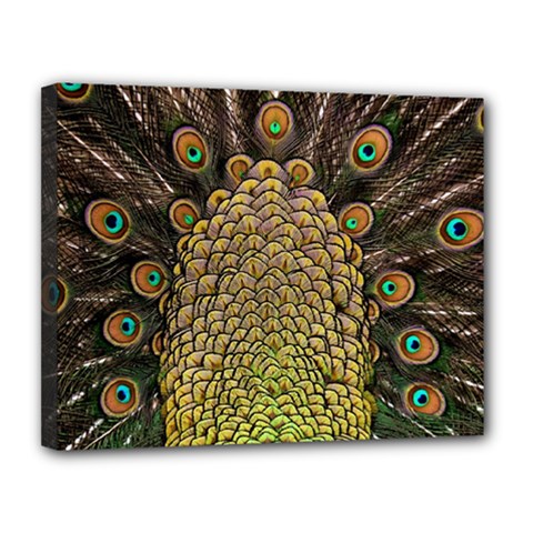 Peacock Feathers Wheel Plumage Canvas 14  X 11  (stretched) by Ket1n9