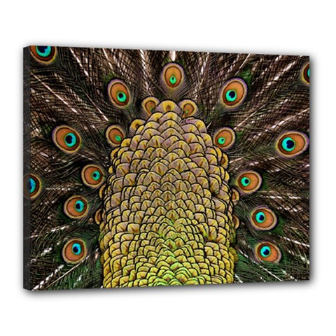 Peacock Feathers Wheel Plumage Canvas 20  X 16  (stretched) by Ket1n9