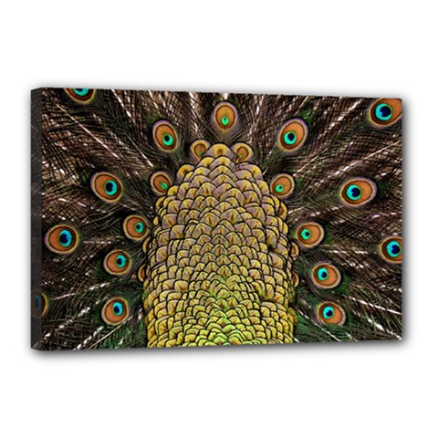 Peacock Feathers Wheel Plumage Canvas 18  X 12  (stretched) by Ket1n9